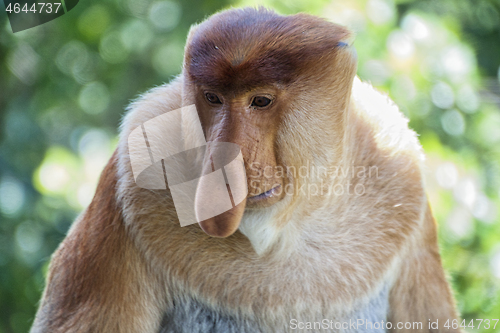 Image of Nose-Monkey in Borneo