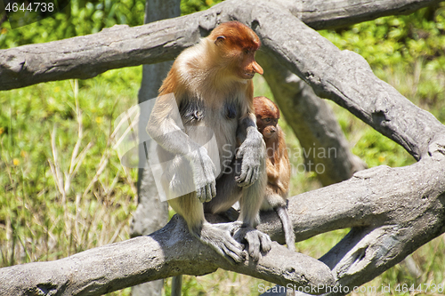 Image of Nose-Monkey in Borneo