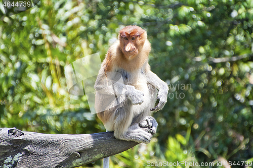 Image of Nose-Monkey in Borneo