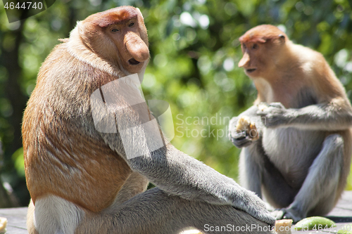 Image of Nose-Monkey in Borneo