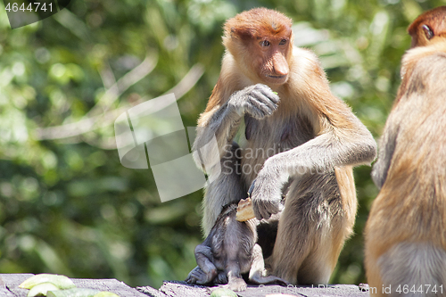 Image of Nose-Monkey in Borneo