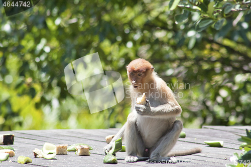 Image of Nose-Monkey in Borneo