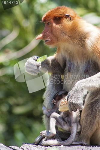 Image of Nose-Monkey in Borneo