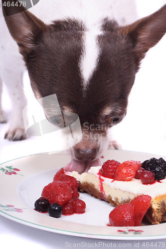 Image of chihuahua and cheesecake