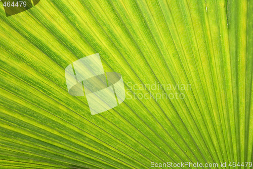 Image of green background