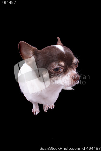 Image of chihuahua