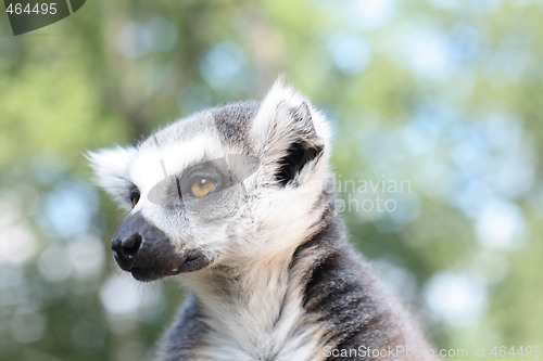 Image of lemur monkey