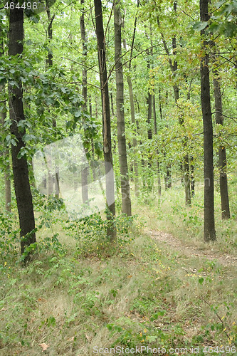 Image of forest
