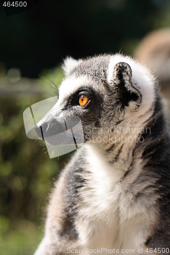 Image of lemur monkey