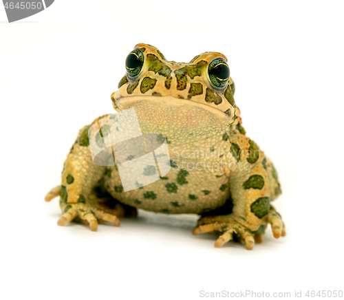 Image of spotted toad sitting close-up