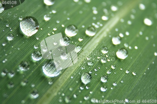 Image of water drops