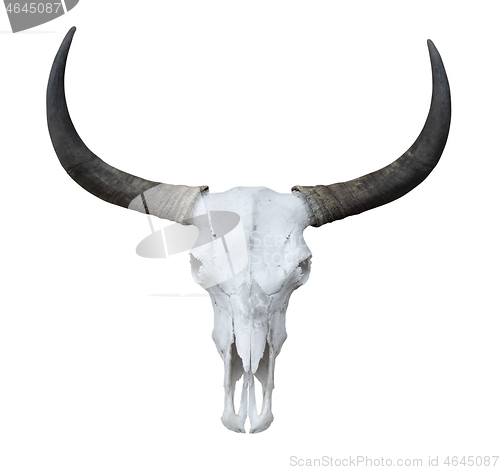 Image of Buffalo head skeleton with long horns isolated on white backgrou