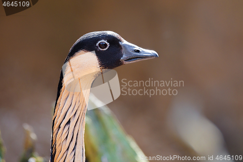 Image of Hawaiian goose (Branta sandvicensis)