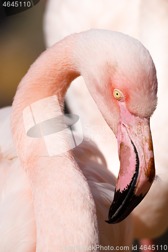 Image of Rose flamingo (Phoenicopterus roseus)