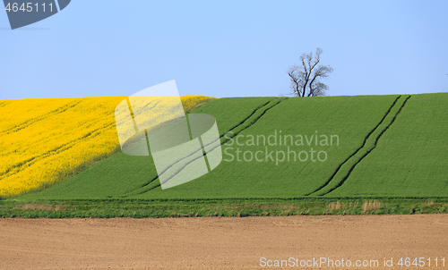 Image of Yellow and green spring field