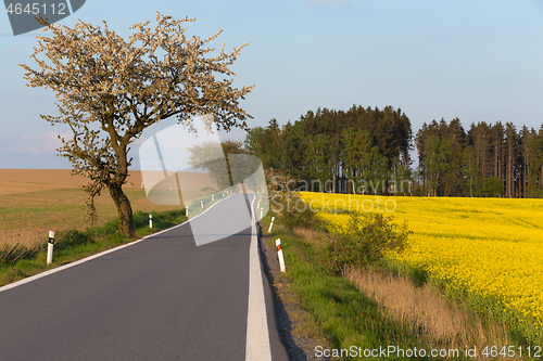 Image of road with trees in spring