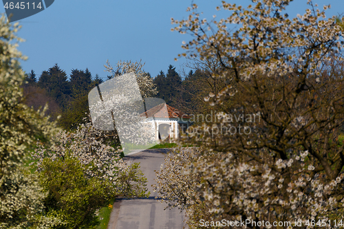 Image of road with alley of apple trees in bloom