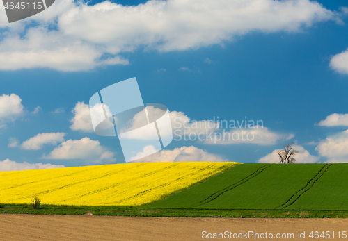 Image of Yellow and green spring field