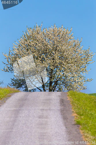 Image of road and spring blooming tree in countryside