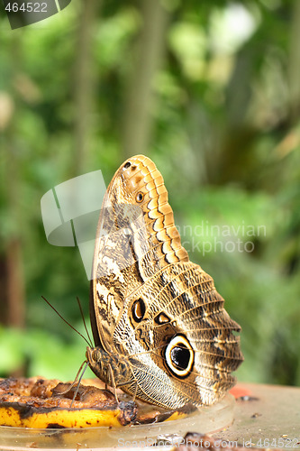 Image of butterfly