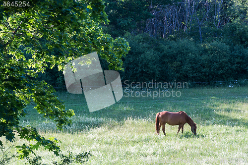 Image of Grazing horse in a green summer landscape