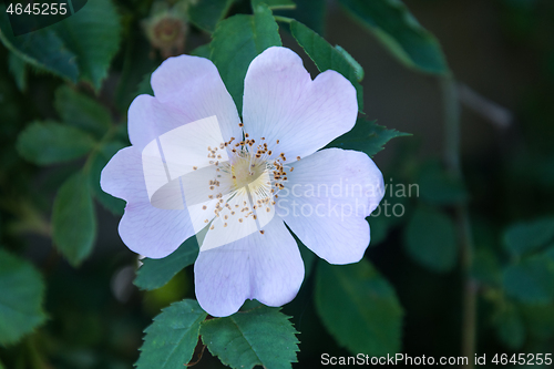 Image of White wild rose flower head close up