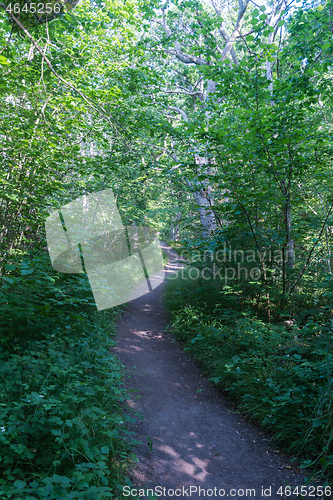 Image of Footpath through a lush greenery