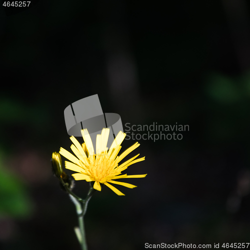 Image of Yellow flower portrait