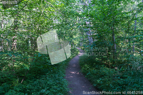 Image of Empty footpath in a lush greenery