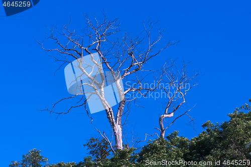 Image of Wide dead tree by a blue sky