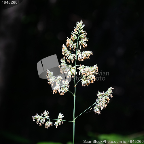 Image of Blossom grass straw portrait