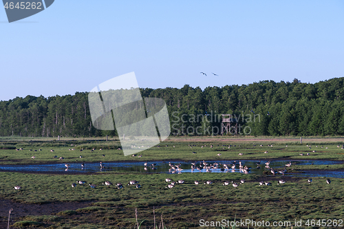 Image of Geese in a wetland with birdwatching tower