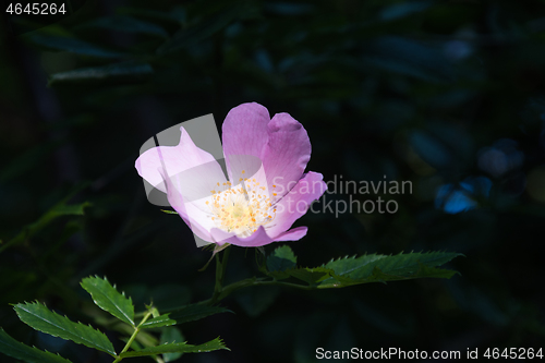 Image of Pink wild rose flower head