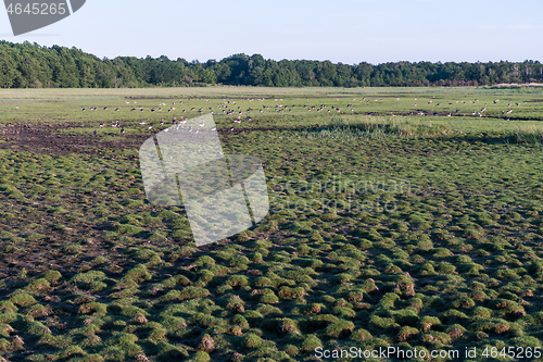 Image of Geese in a tufted wetland