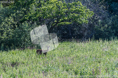 Image of Roe deer in green vegetation