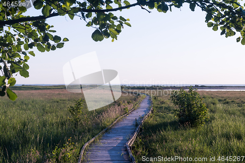 Image of Wooden footpath in a green marshland