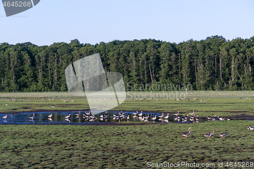 Image of Geese in a marshland in summer season