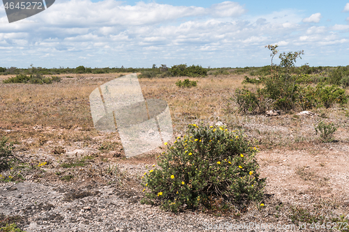 Image of Blossom Shrubby cinquefoil in the wild