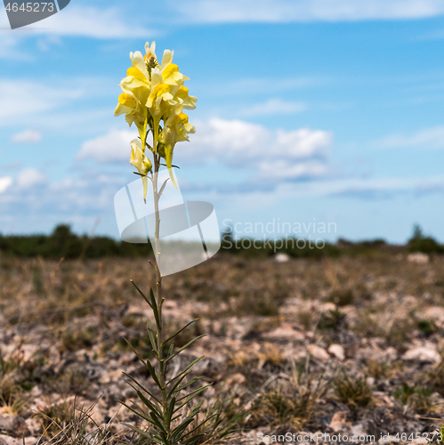 Image of Blossom yellow Common Toadflax summer flower