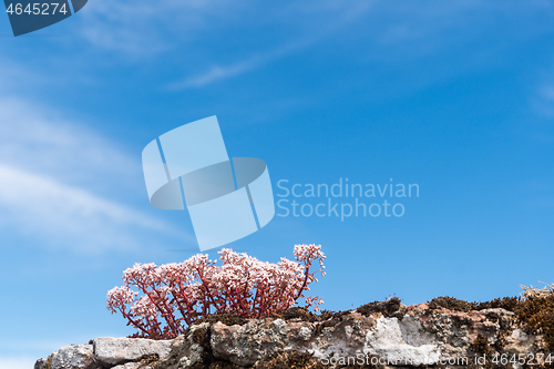 Image of White stonecrop close up by a blue sky