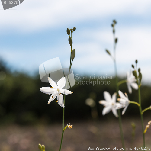 Image of White blossom lily summer flower