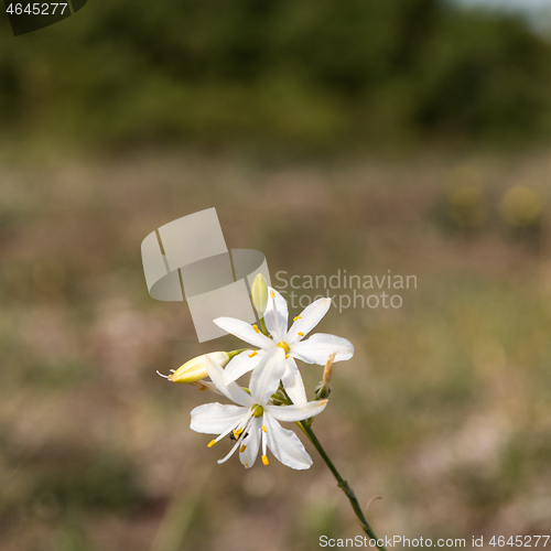 Image of Close up of a blossom  Branched St Bernard\'s-lily