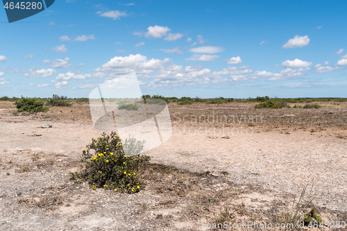 Image of Blossom shrubby cinquefoil in a dry barren landscape