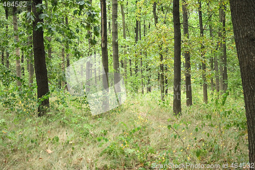 Image of czech forest