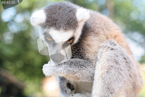 Image of lemur monkey