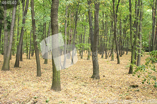 Image of czech forest