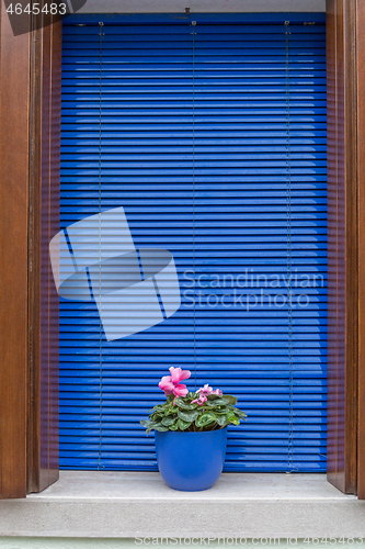 Image of Blue Window Flower