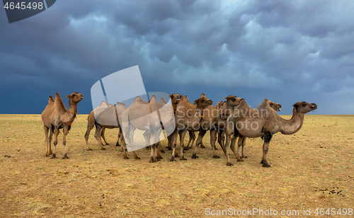 Image of Group camels in steppe and storm sky