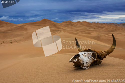 Image of Bull skull in sand desert and storm clouds