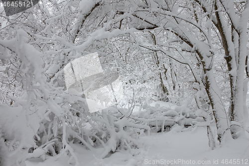 Image of snow covered branches in winter forest